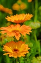 Marigold Calendula officinalis orange flower closeup Royalty Free Stock Photo