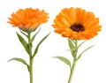 Marigold (Calendula officinalis) Royalty Free Stock Photo