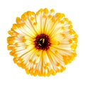 Marigold calendula one flower on white background, isolated. Royalty Free Stock Photo