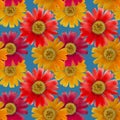 Marigold, calendula. Seamless pattern texture of flowers. Floral background, photo collage