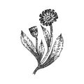 marigold calendula sketch hand drawn vector