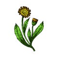 marigold calendula sketch hand drawn vector