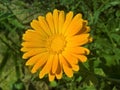 Marigold Calendula