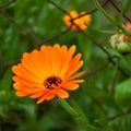 Marigold closeup Royalty Free Stock Photo