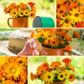 Marigold collage Royalty Free Stock Photo