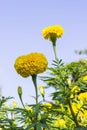 Marigold and colorful beauty with the sky in winter, yellow flow