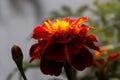Marigold with deep bronze petals in an English country garden
