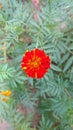 Marigold