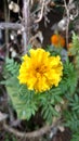 Marigold