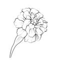 Marigold drawing, easy marigold flower drawing easy for kids, flower coloring pages marigold drawing for kids