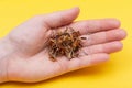 Marigold Dry Seeds Mexican marigold, Aztec marigold, African marigold in woman`s hand Tagetes erecta. Daisy family. Royalty Free Stock Photo