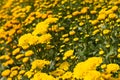 Marigold farm Royalty Free Stock Photo