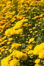 Marigold farm Royalty Free Stock Photo