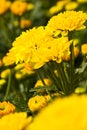 Marigold farm Royalty Free Stock Photo