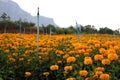 Marigold farm Royalty Free Stock Photo