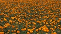 Marigold farm Royalty Free Stock Photo