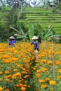 Marigold Farming Bali Indonesia