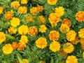 Marigold Royalty Free Stock Photo
