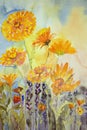 Marigold in the field. Watercolor painting.