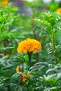 .Marigold fields in the morning