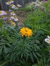 Marigold fiower summer