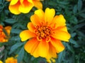 Marigold flower Royalty Free Stock Photo