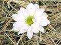 Marigold flower