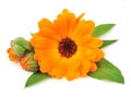 Marigold flower Royalty Free Stock Photo