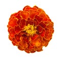 Marigold flower Royalty Free Stock Photo