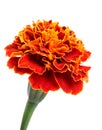 Marigold flower Royalty Free Stock Photo