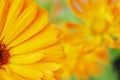 Marigold flower