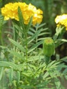 marigold flower,african flower,yellowcollored flower,galgota flower,galgoto ful Royalty Free Stock Photo