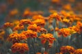 Marigold on flower bed. Good summer or autumn day_ Royalty Free Stock Photo