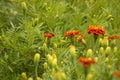 Marigold flower in bloom and the bee pollinates the flowers