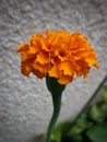 Marigold flower blooms at Home Garden