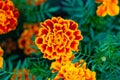 Marigold flower blossom in a garden. Head of orange and yellow marigold plant, close up Royalty Free Stock Photo