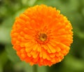 Marigold