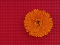 Marigold flower, Calendula officinalis, on red cullinary background. Edible medicinal herb.