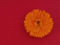 Marigold flower, Calendula officinalis, on red cullinary background. Edible medicinal herb. Royalty Free Stock Photo