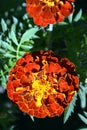 Marigold flower close up. Garden flower. Herbaceous plant with bright double flowers to decorate the garden flower bed Royalty Free Stock Photo