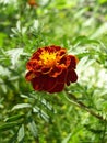 Marigold flower close-up macro shot