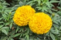 Marigold flower Royalty Free Stock Photo