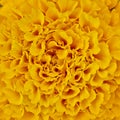 Marigold flower closeup Royalty Free Stock Photo