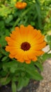 Marigold flower closeup Royalty Free Stock Photo