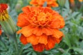 Marigold flower