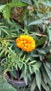 Marigold flower