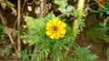 Marigold flower