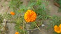 Marigold flower