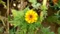 Marigold flower