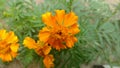 Marigold flower